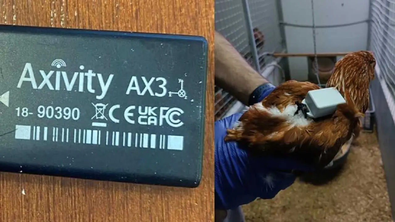 Una de las gallinas monitorizadas.