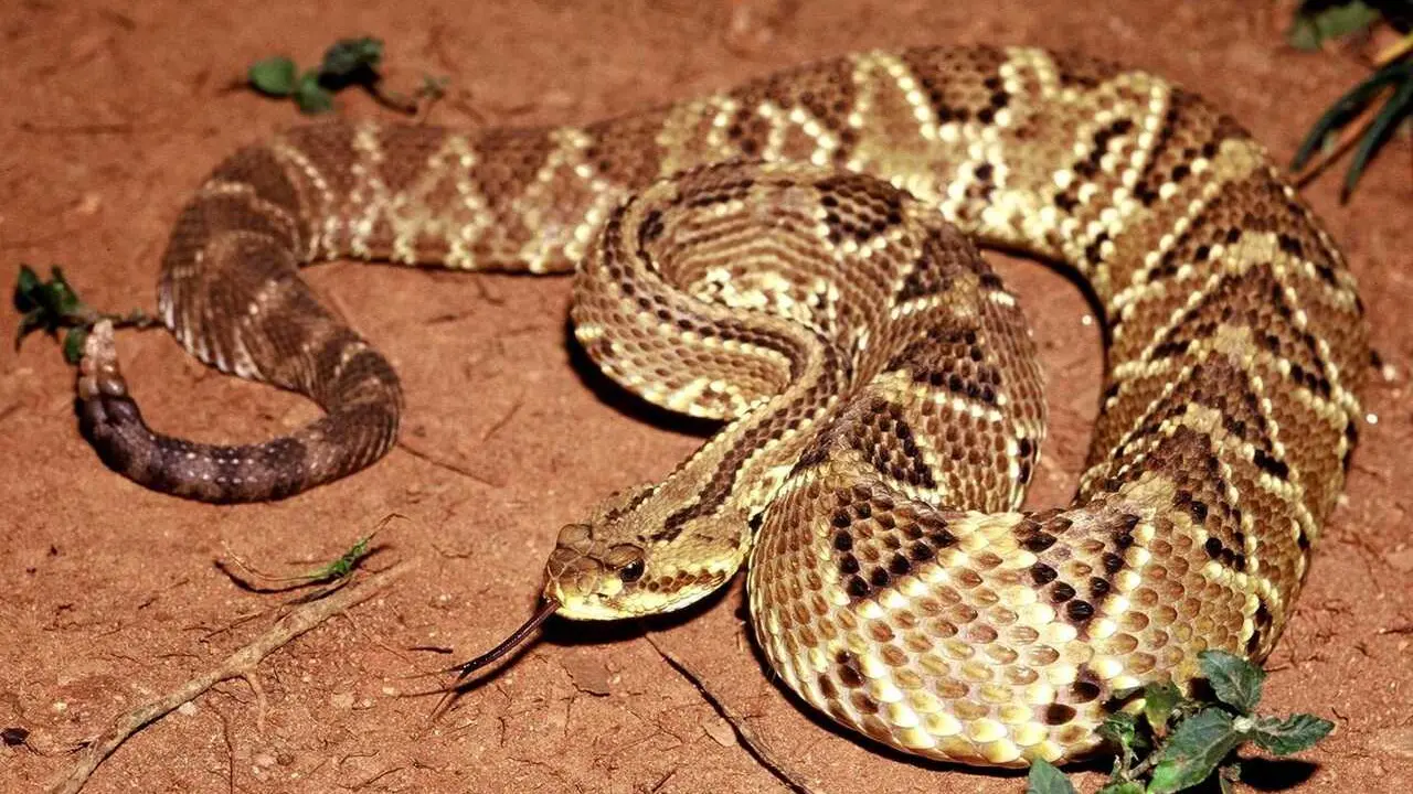 Archivo - Serpiente cascabel