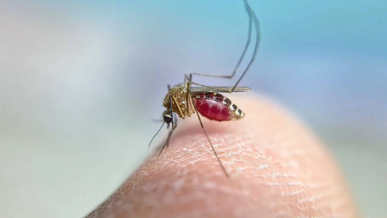 Mosquito transmisor del Virus del Nilo Occidental
