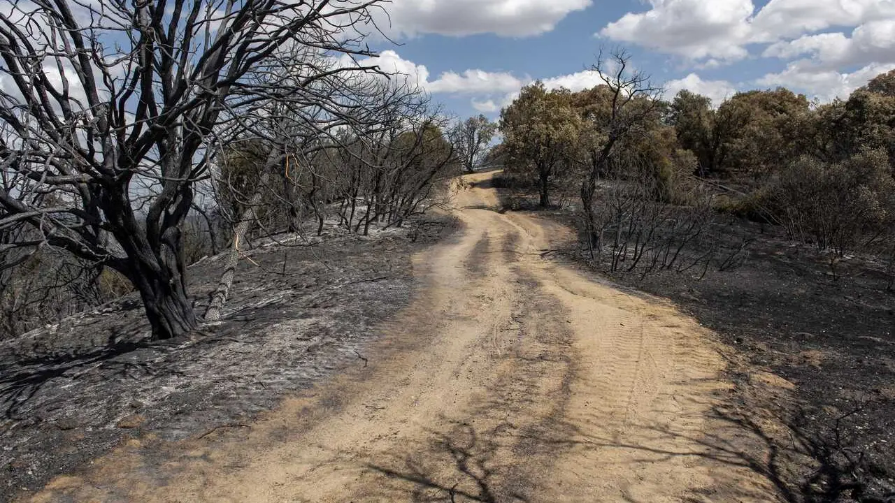 Vista tras el paso del fuego, a 23 de agosto de 2026, en Aldea del Fresno, Madrid (Espa&ntilde;a). 