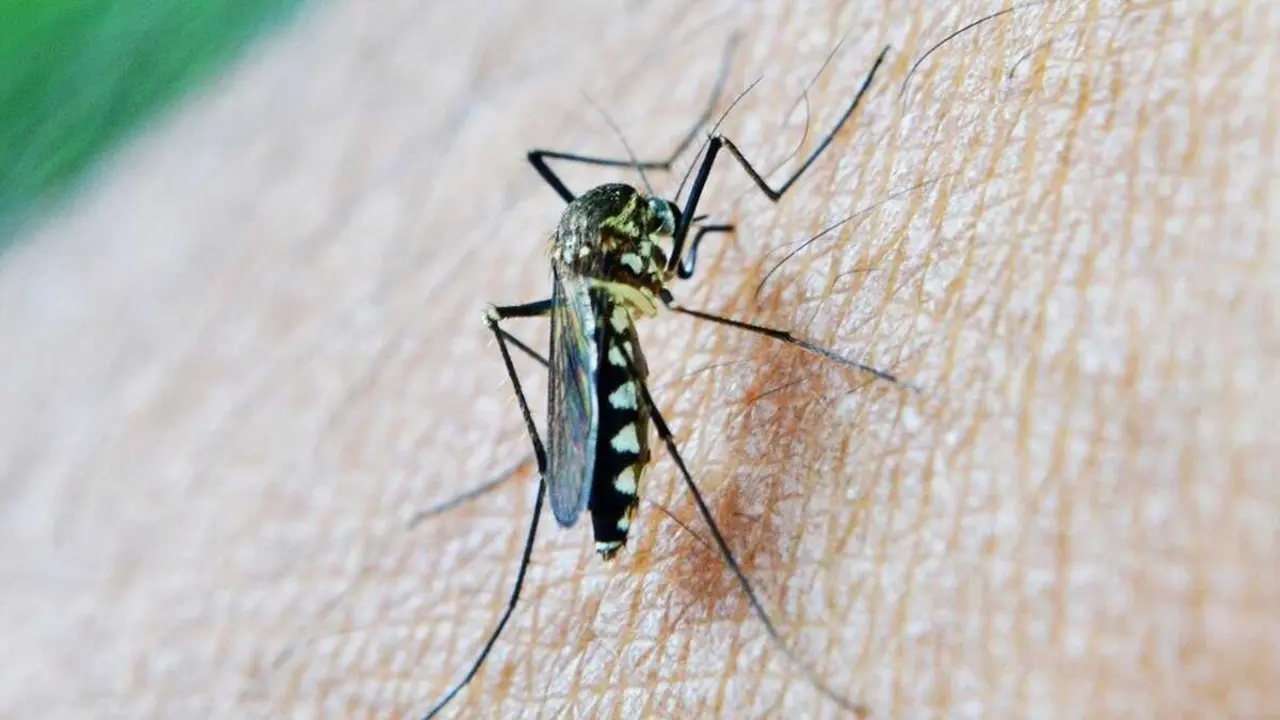 Archivo - Mosquito portador del virus del Nilo Occidental (VNO).
