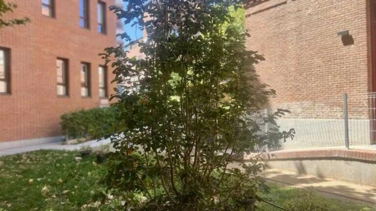 El &aacute;rbol que acompa&ntilde;&oacute; al Papa Le&oacute;n XIV durante su visita a Cedia echa nuevas ra&iacute;ces en el jard&iacute;n de la sede de C&aacute;ritas.