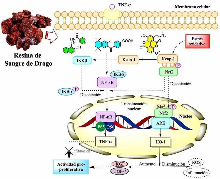 Investigadores españoles aíslan compuestos vegetales con propiedades antiinflamatorias, cicatrizantes y antimicrobianas - UAM