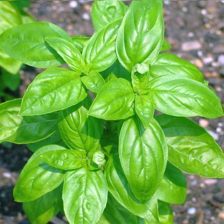 Albahaca. Pinterest.