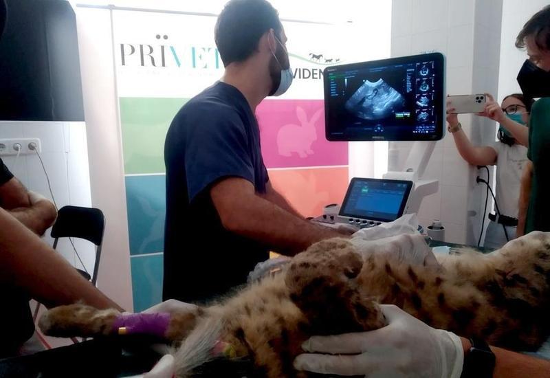 210731_lince colaboracion 2