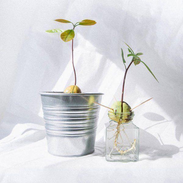 Planta de aguacate. Pinterest.