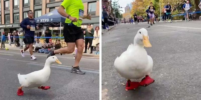 La pata Wrinkel corriendo en la Maratón de Nueva York