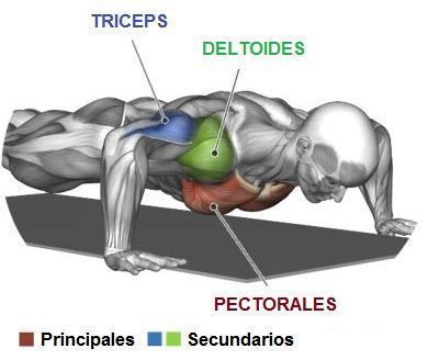 flexiones