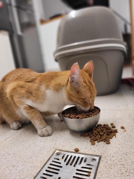 La foto que la dueña de Luis envió a la tuitera